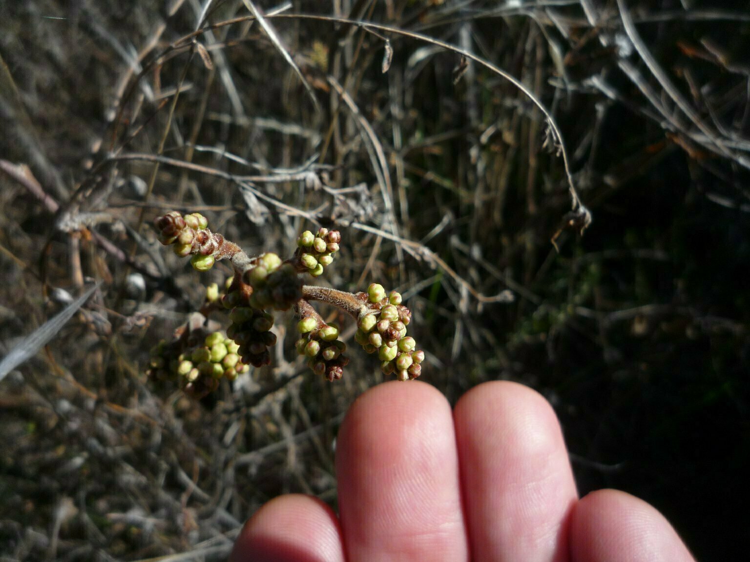 High Resolution Rhus trilobata Bud